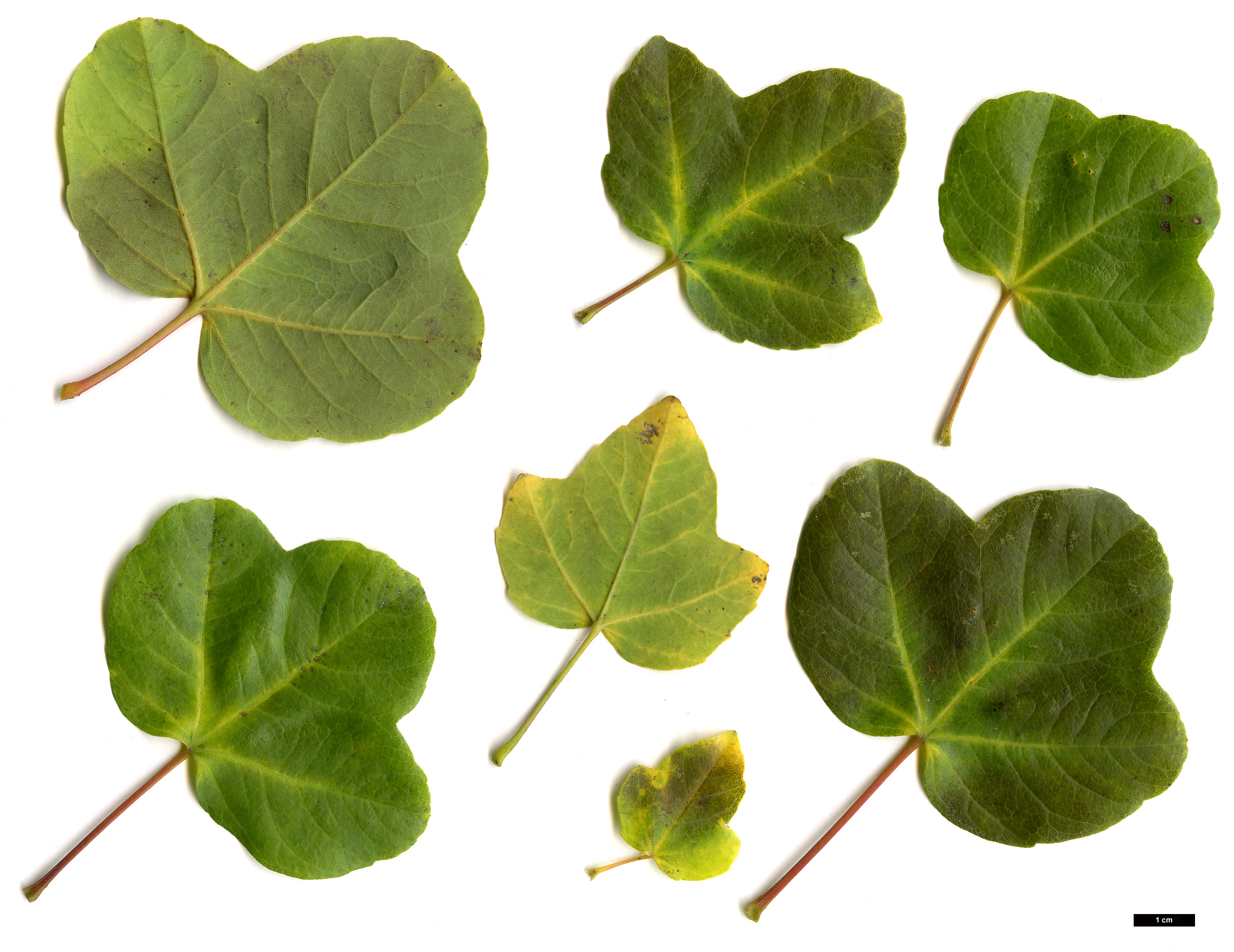 High resolution image: Family: Sapindaceae - Genus: Acer - Taxon: ×coriaceum (A.monspessulanum × A.opalus)